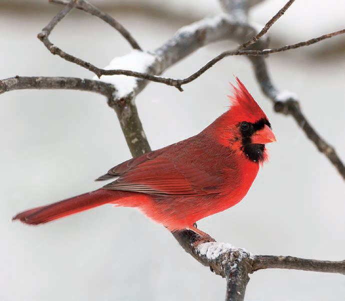 Image d'un cardinal mâle sur une branche enneigée